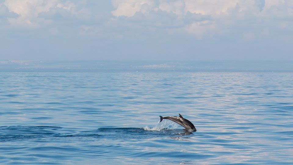 Taranto's Dolphin Sanctuary: A Blueprint for Ethical Marine Governance