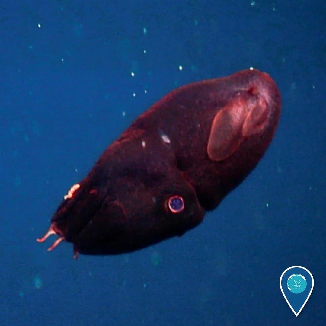 Vampire squid taxonomy: A cautionary tale for deep-sea science