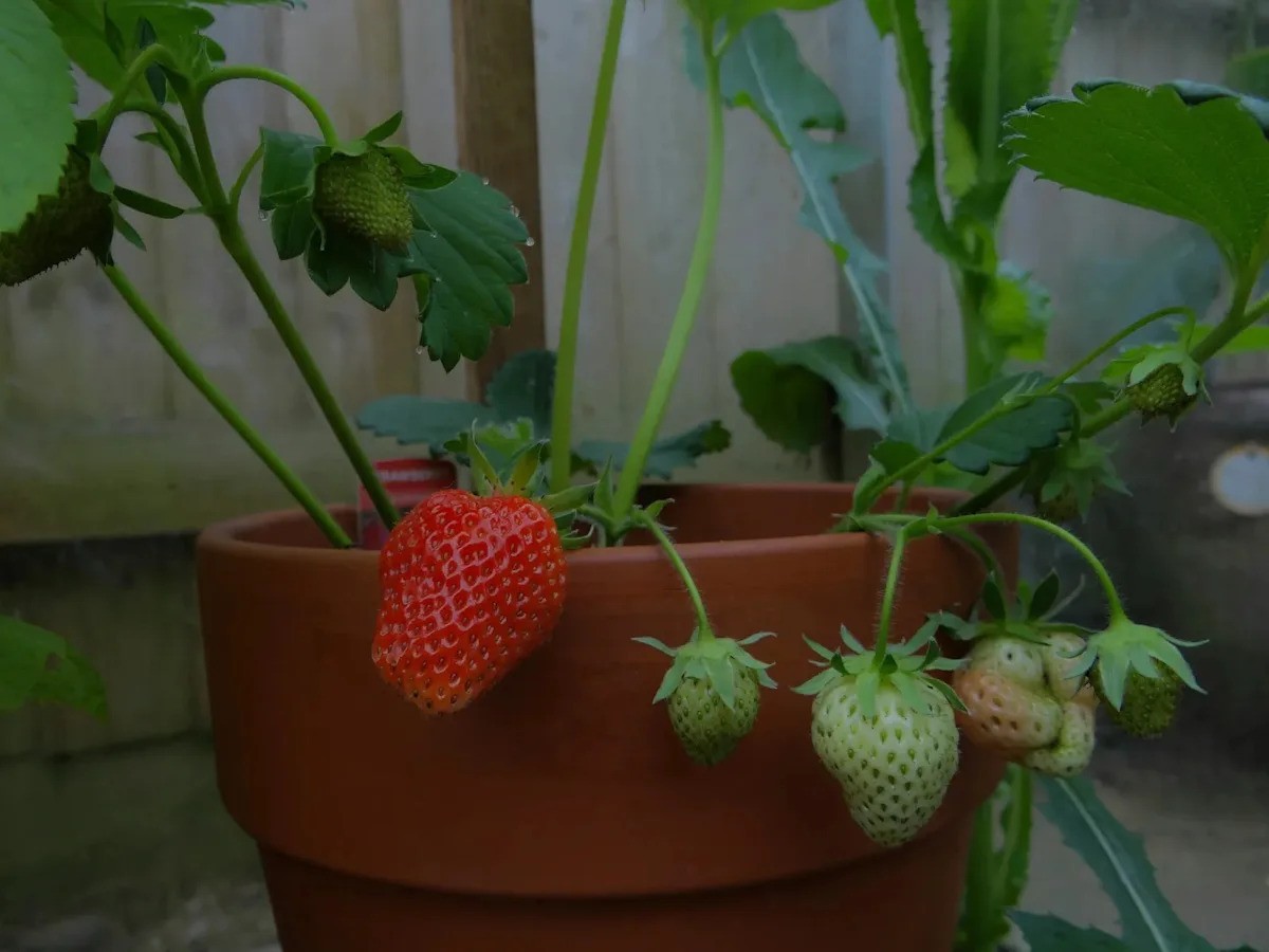 High-Density Farming: DIY Strawberry Planters in ASEAN
