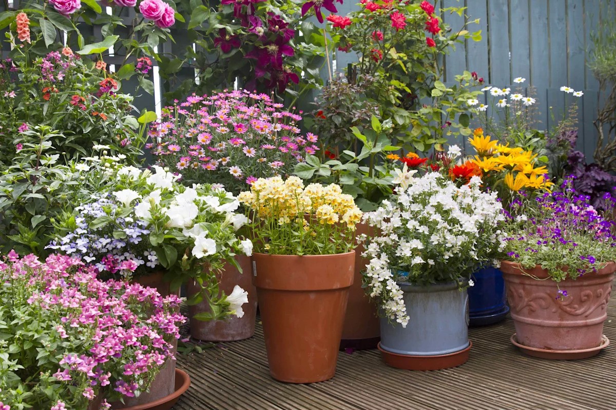 Why Your Plant Pots Are Hurting Your Garden in Southeast Asia's Heat