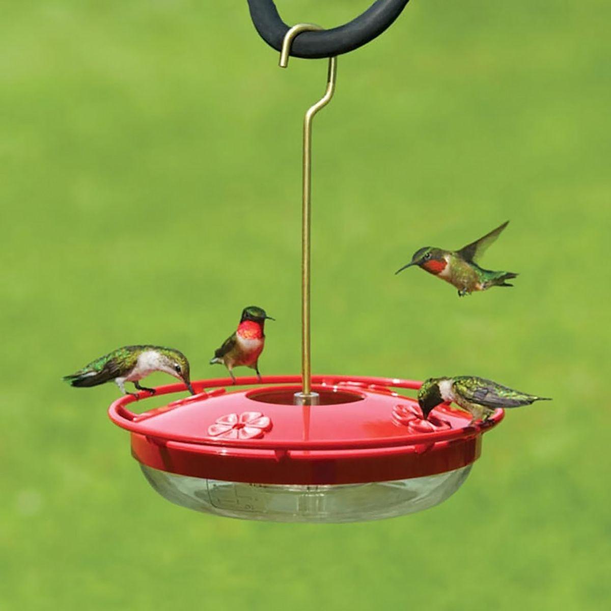 Hummingbird Feeders: Market Trends and Top Picks for Southeast Asian Birders