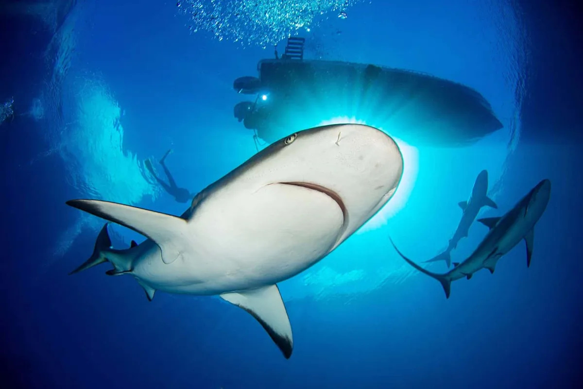 Beyond Shark Bans: ASEAN's Blue Economy Governance