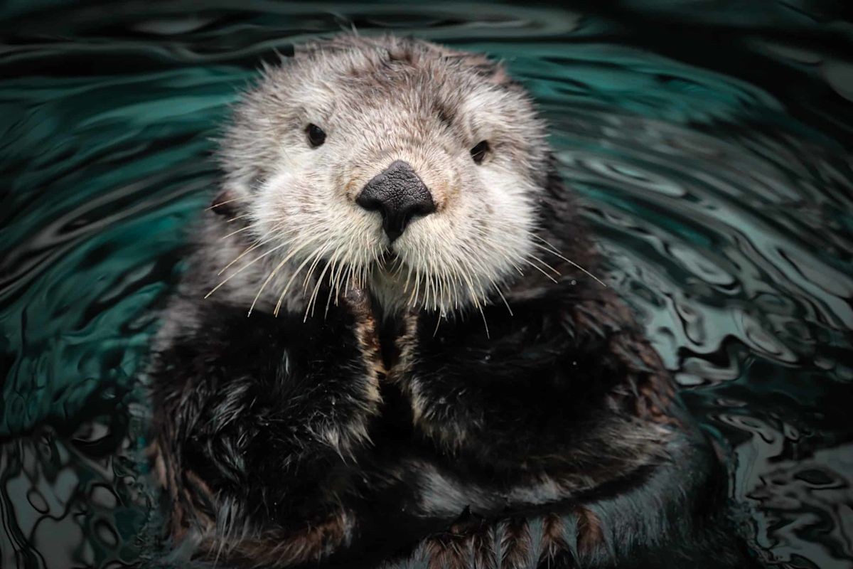 Sea Otters: The Keystone Species Keeping Asia-Pacific Kelp Forests Alive