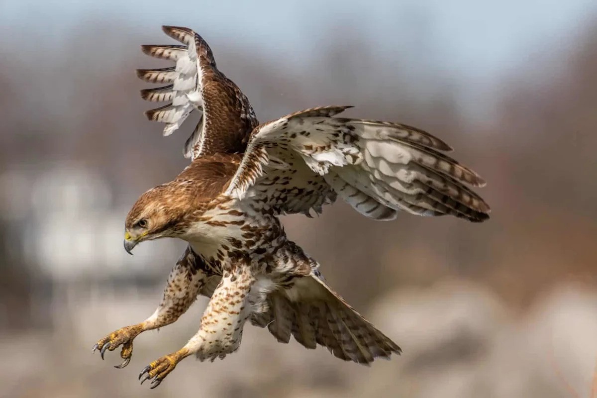 How Molting Hawks Use a Wrist Trick to Stay Airborne: A Lesson in Biomechanics