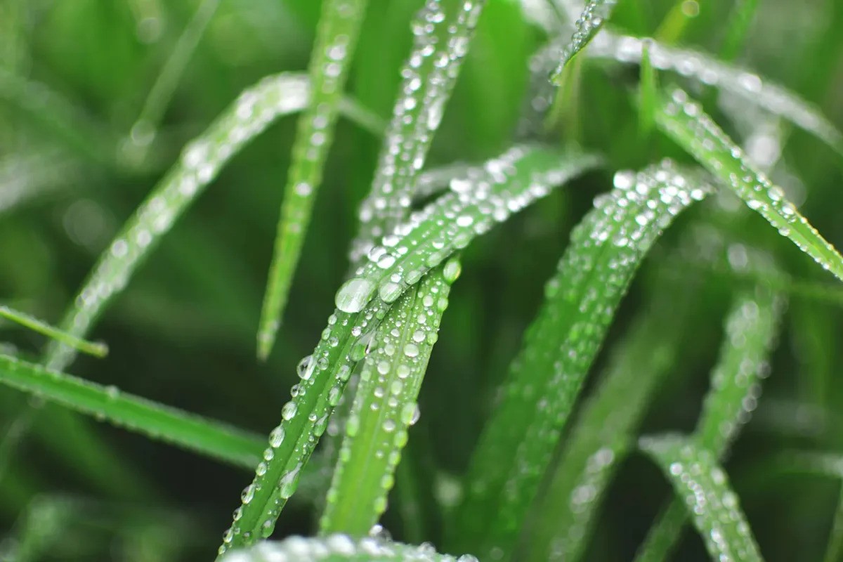 Monsoon Leaching: Calibrating Nutrient Doses for Urban Agri