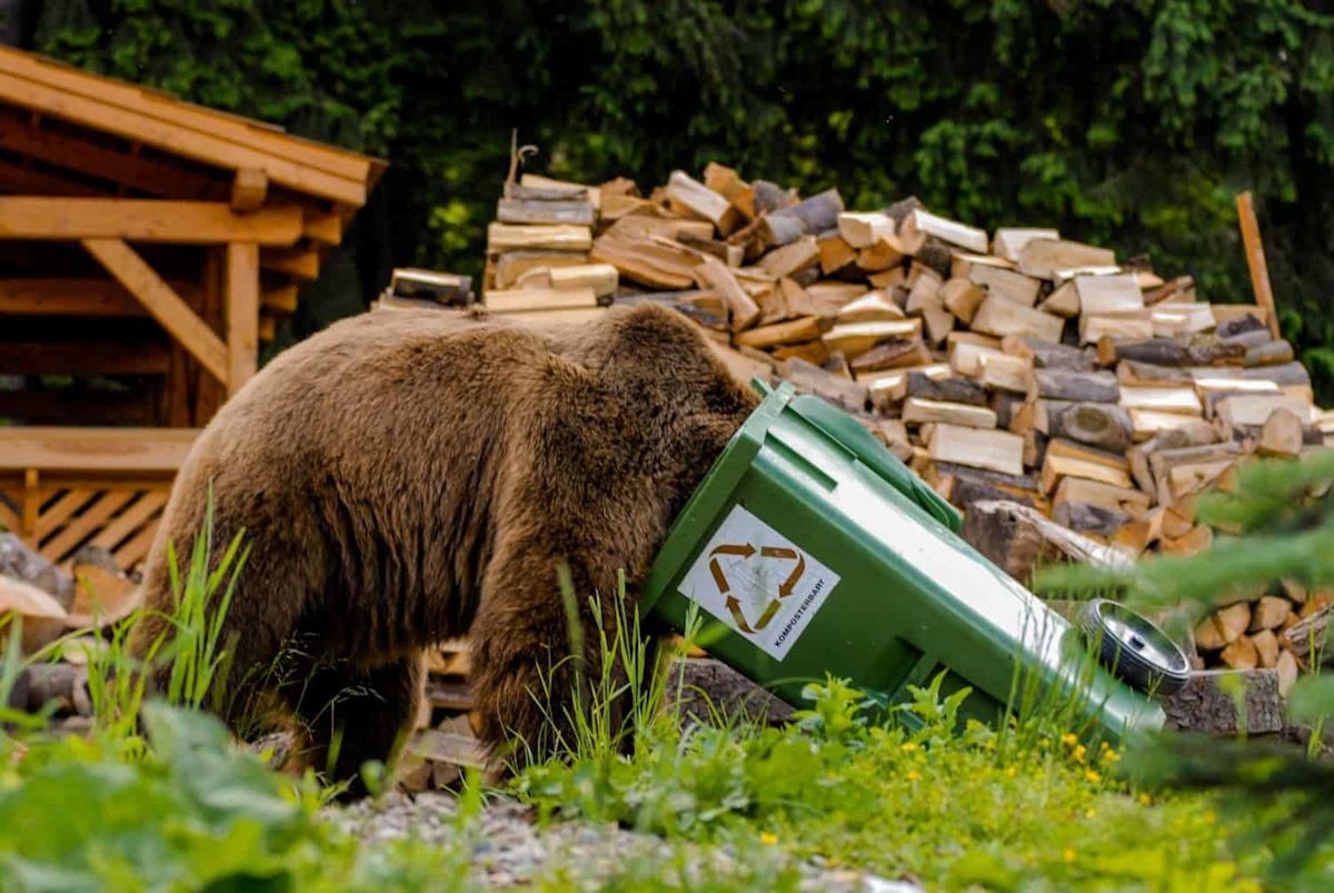 Climate Stress and Urban Encroachment: What Colorado's Bear Surge Signals for ASEAN Wildlife Governance
