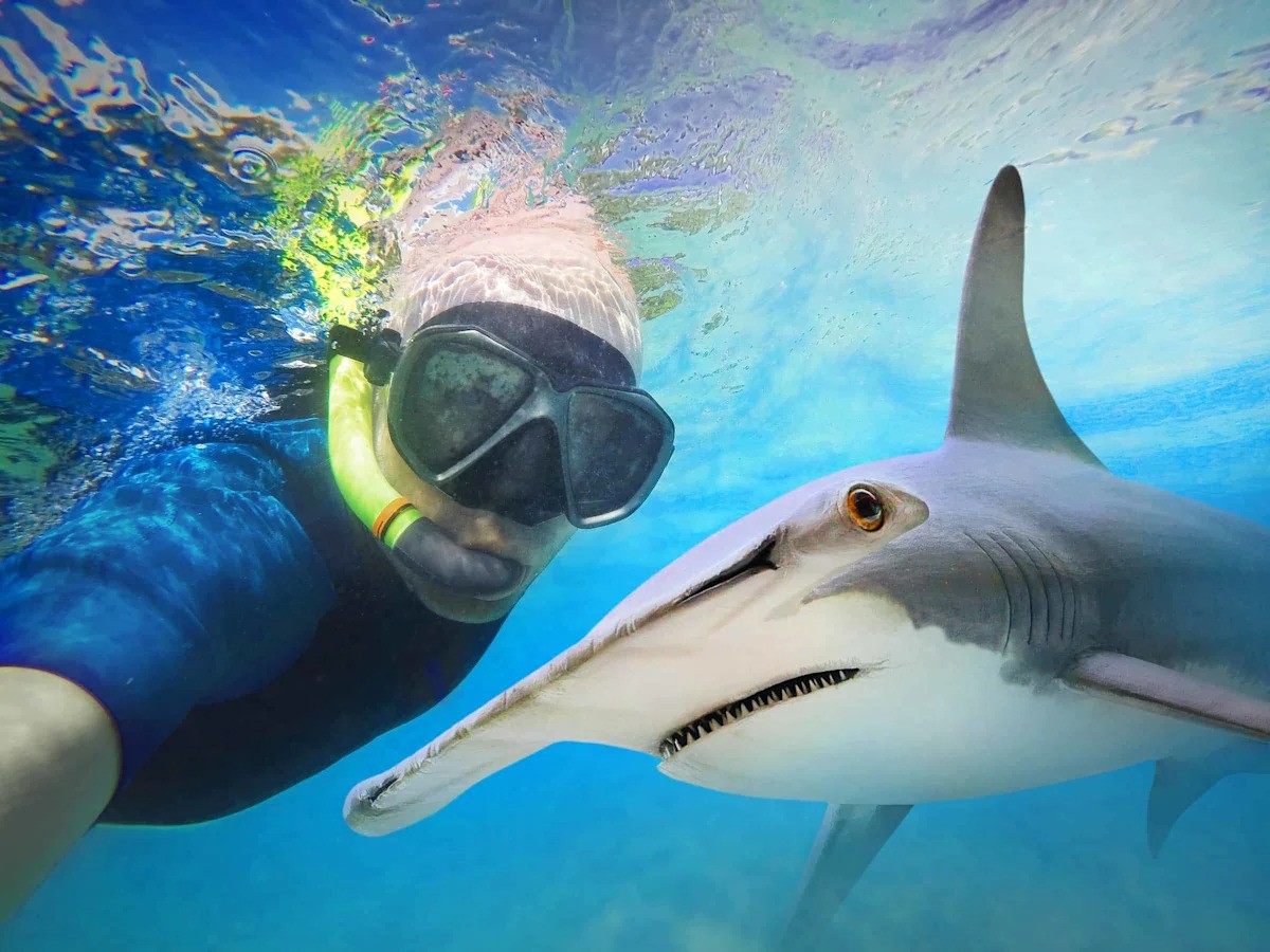 Hammerhead Sharks Signal a Sea Change for New England's Waters