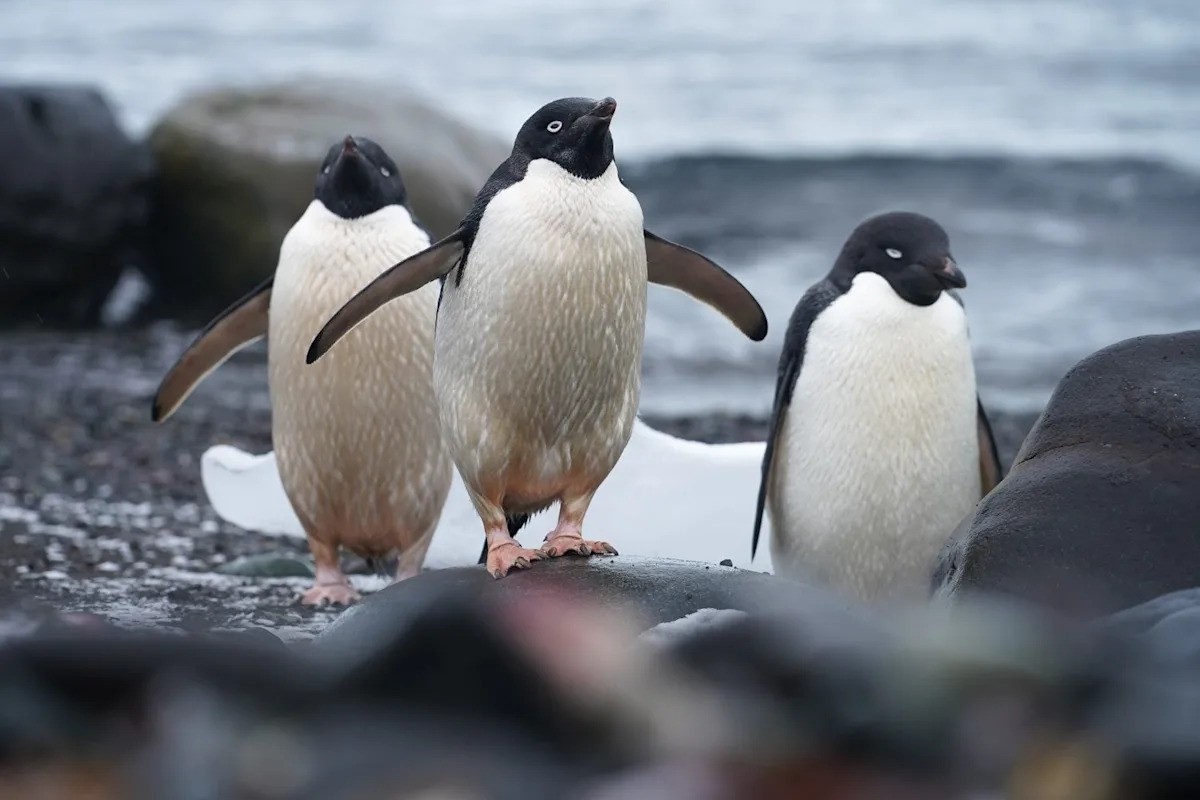 Adaptive Networks: Adélie Penguins Beat Climate Change