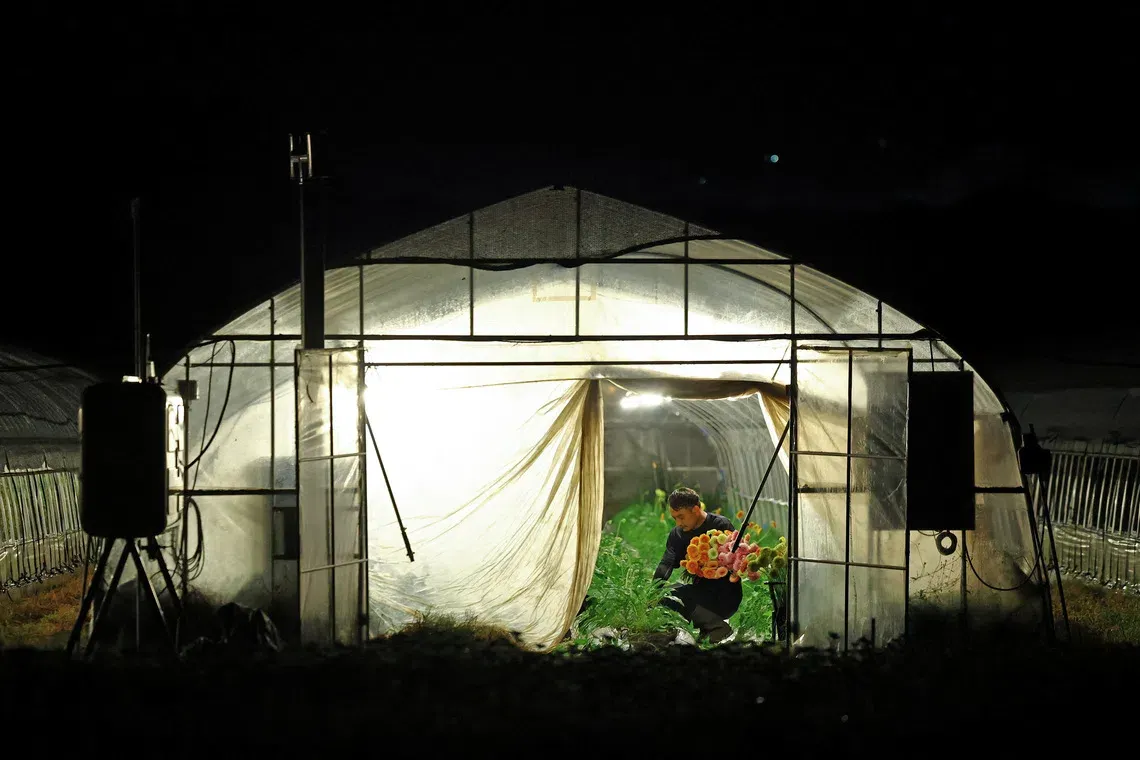 Japan's Nocturnal Farming Shift: A Data-Driven Response to Lethal Heatwaves